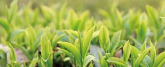 廣西西林京桂古道茶業(yè)公司怎么樣？是國企嗎？和廣西農(nóng)墾集團啥關(guān)系？